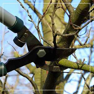 Tree Pruning